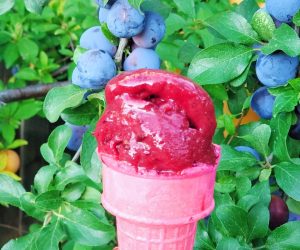 Homemade Plum Sorbet