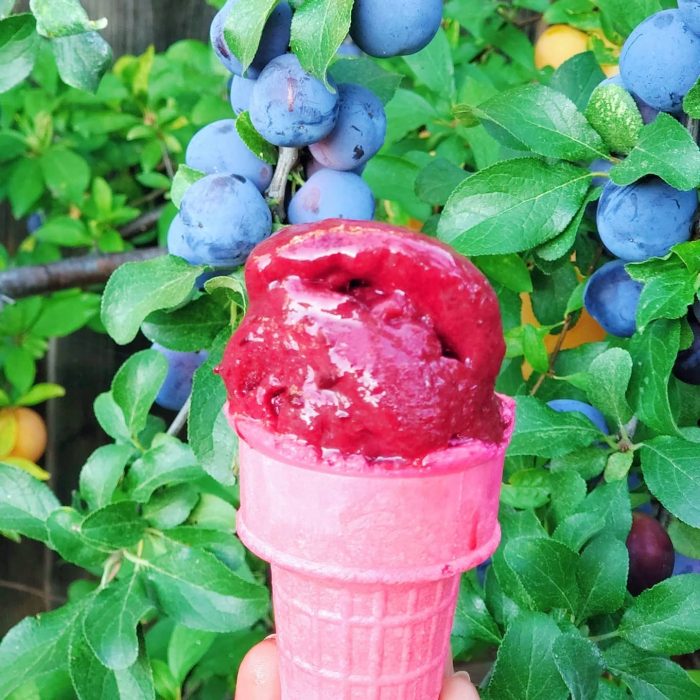 Homemade Plum Sorbet